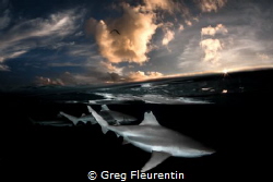 Black tip sharks against the sunset by Greg Fleurentin 